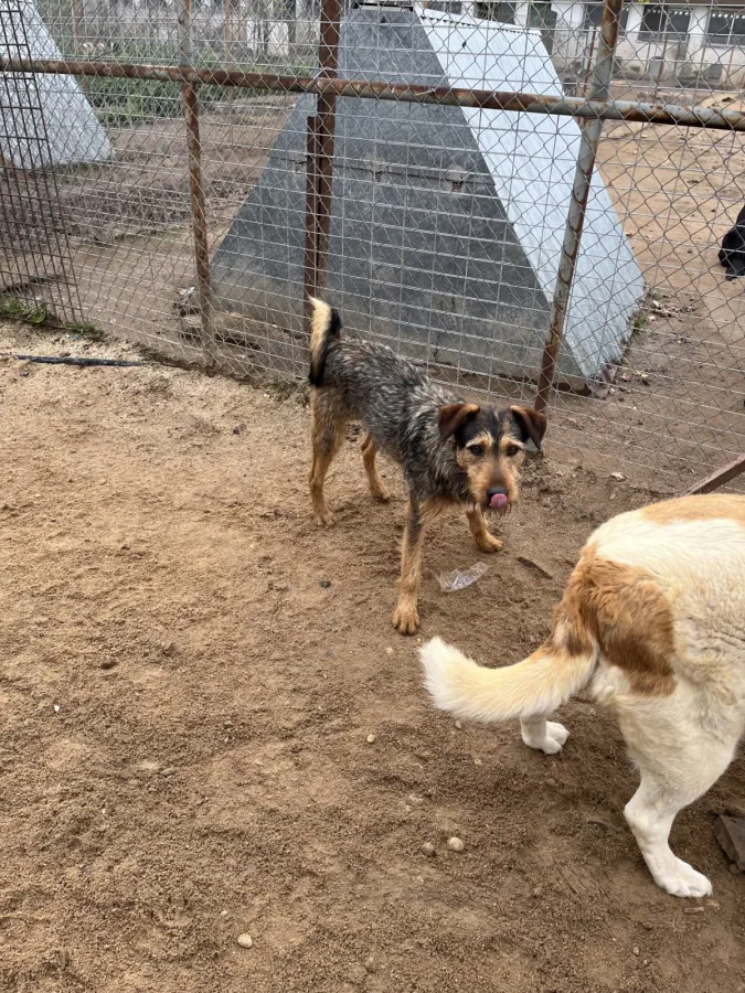 Rufo, perro en adopción en Pozoblanco, Córdoba
