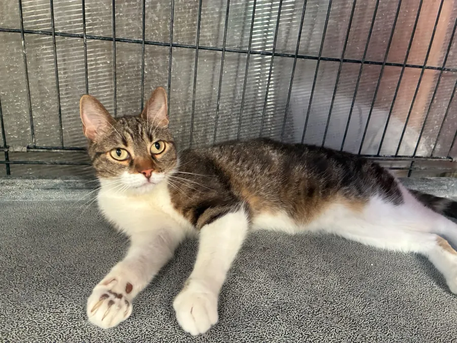 Monoke, gato en adopción en Tarragona
