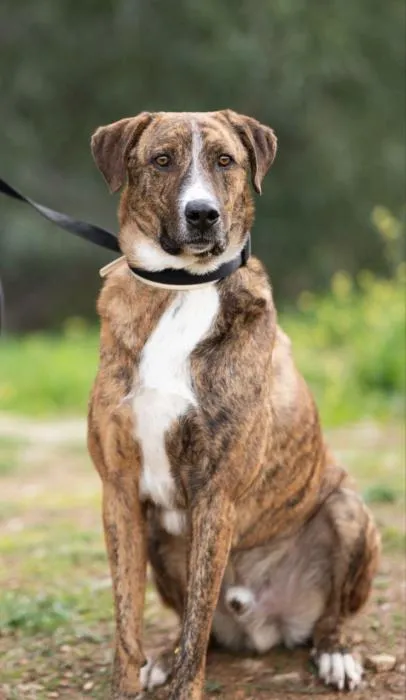 Arnold, perro en adopción