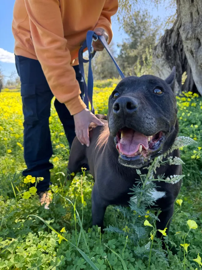 Tocho, perro en adopción en Ibiza, Illes Balears