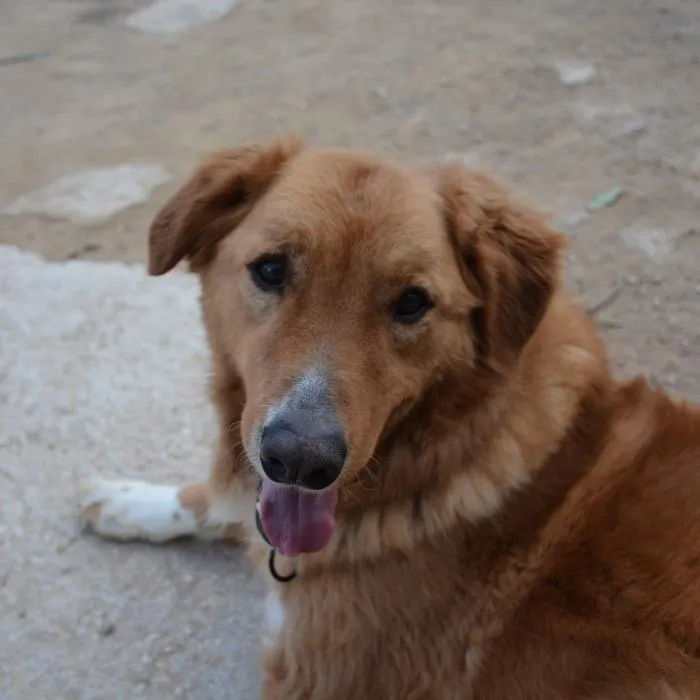 Raider, perro en adopción en Alicante