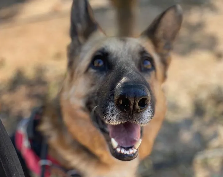 Konan, perro en adopción en Castellón de la Plana, Castellón