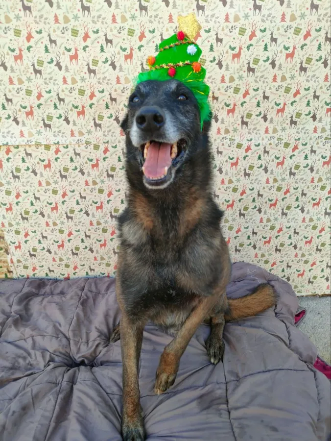 Mali, perro en adopción en Dos Hermanas, Sevilla