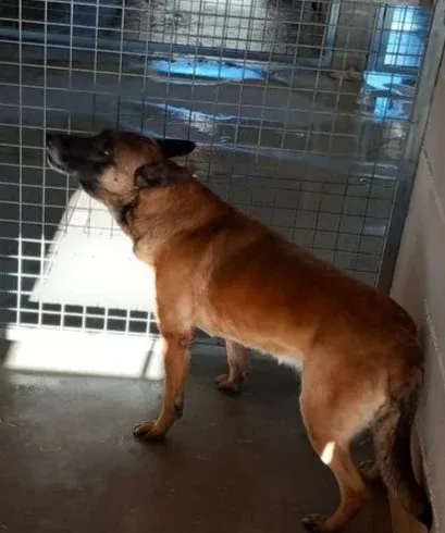 X3194, perro en adopción en Ourense