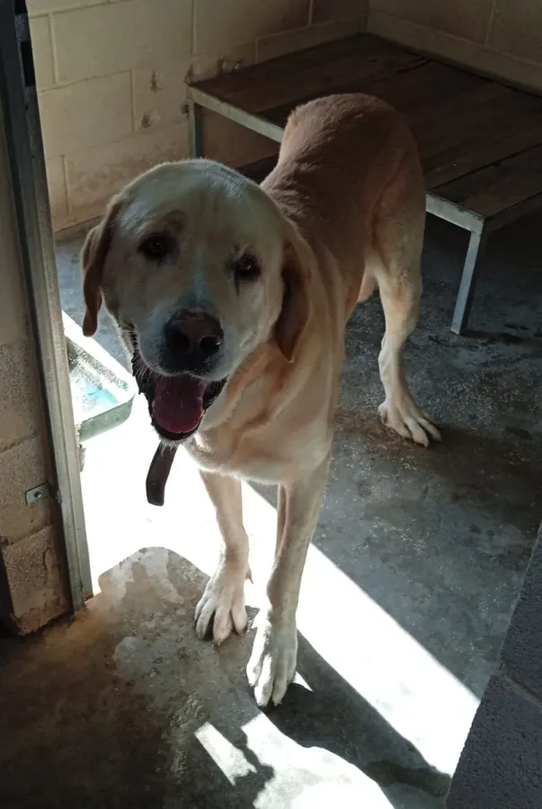 R3063, perro en adopción en Ourense