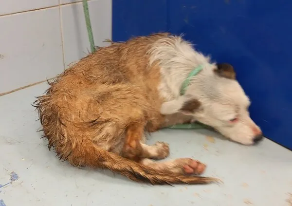 Lupita, perro en adopción en Santiago de Compostela, A Coruña