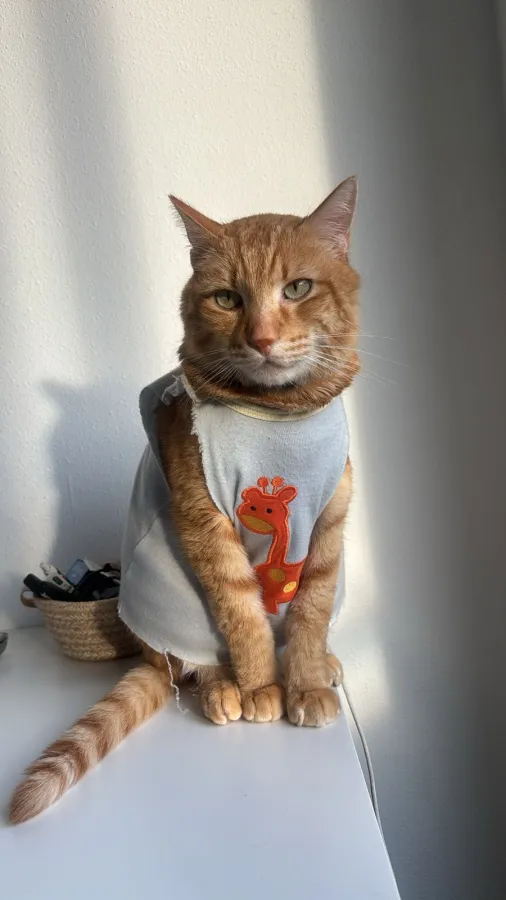 Garfield, gato en adopción en Murcia