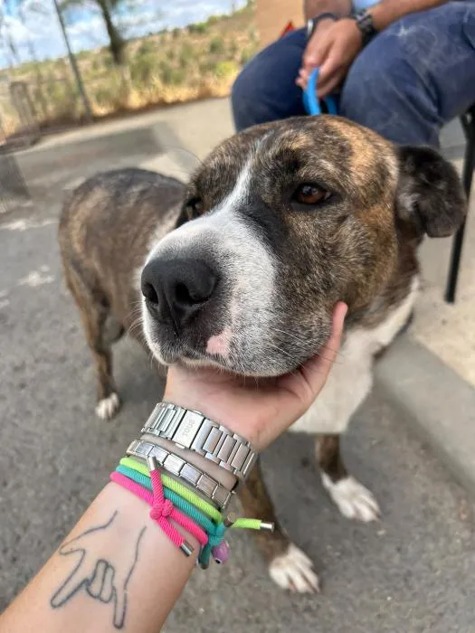 Dolly, perro en adopción en Huelva