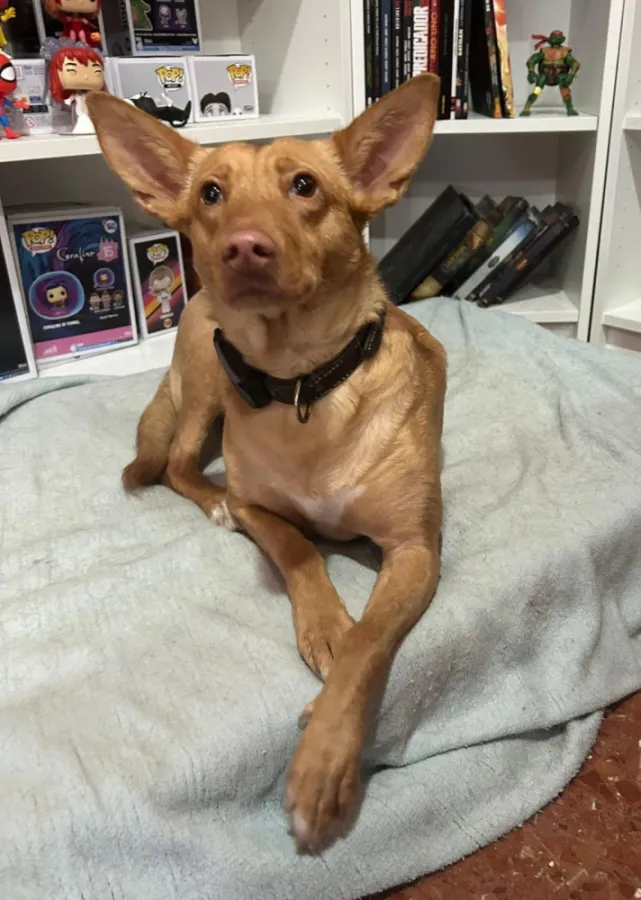 Carol, perro en adopción en Córdoba