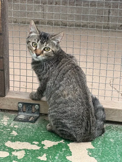 Gemita, gato en adopción en Puertollano, Ciudad Real