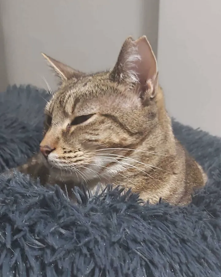 Meyer, gato en adopción en Vila-real, Castellón