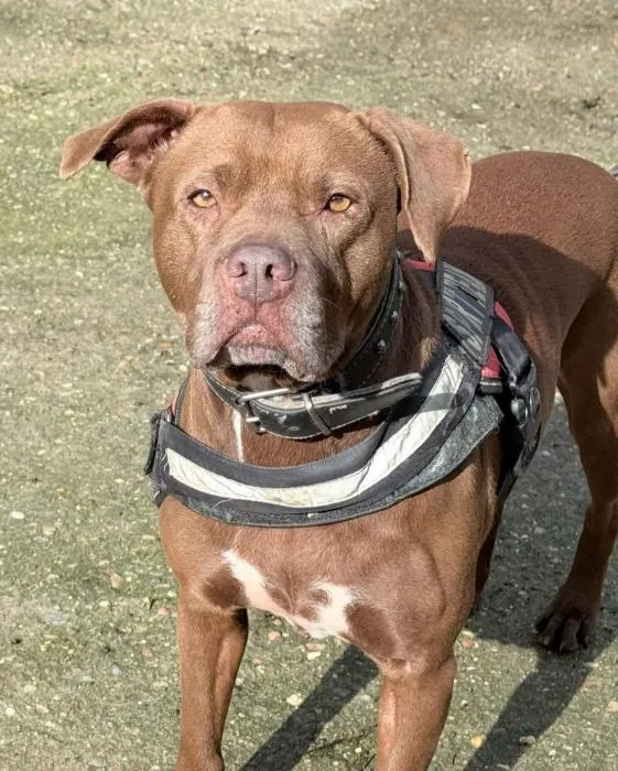 Sugar, perro en adopción en Sevilla