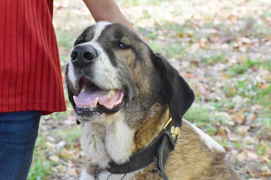 Titan, perro en adopción en Cantabria