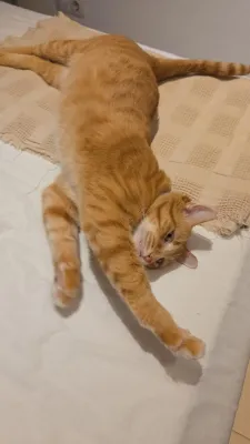 Otra foto de Garfield