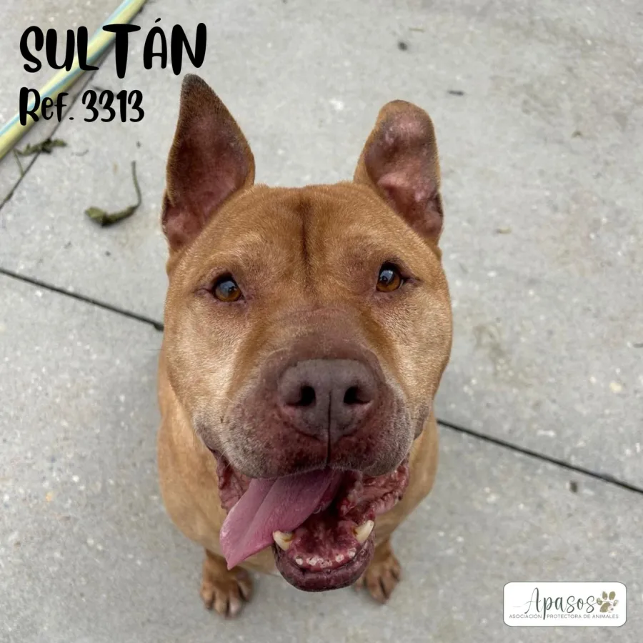Sultán, perro en adopción en Vitoria-Gasteiz, Álava