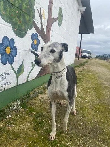 Campanera, perro en adopción en Medina del Campo, Valladolid