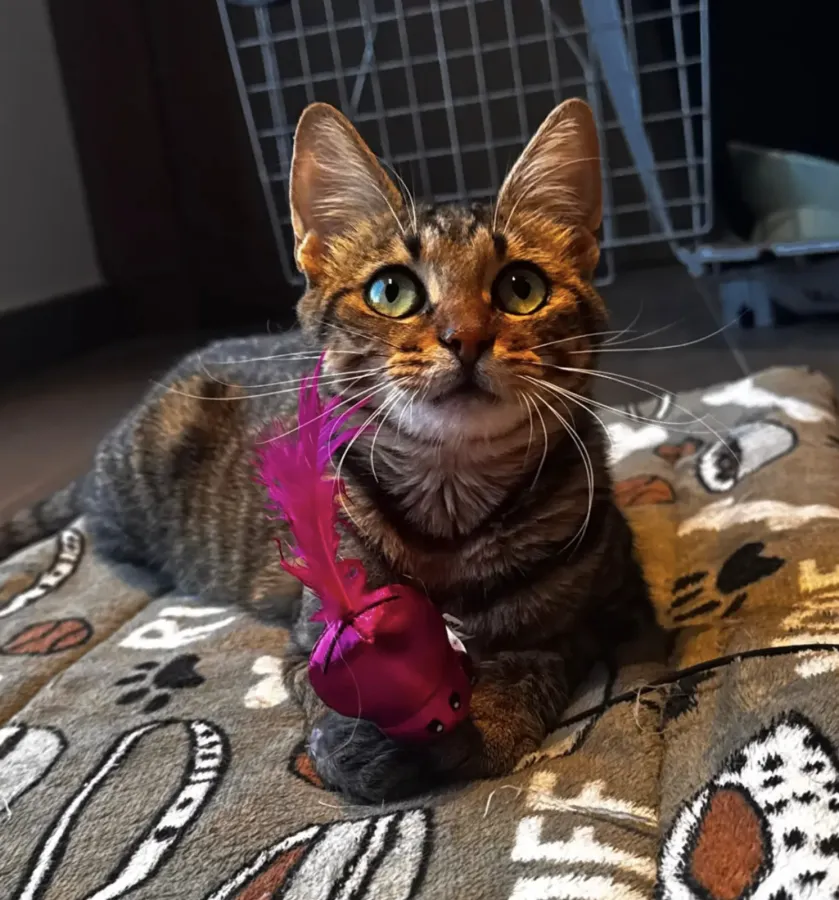 Muzi, gato en adopción