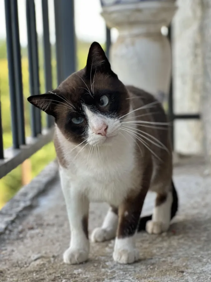 Barri, gato en adopción en Ponteareas, Pontevedra