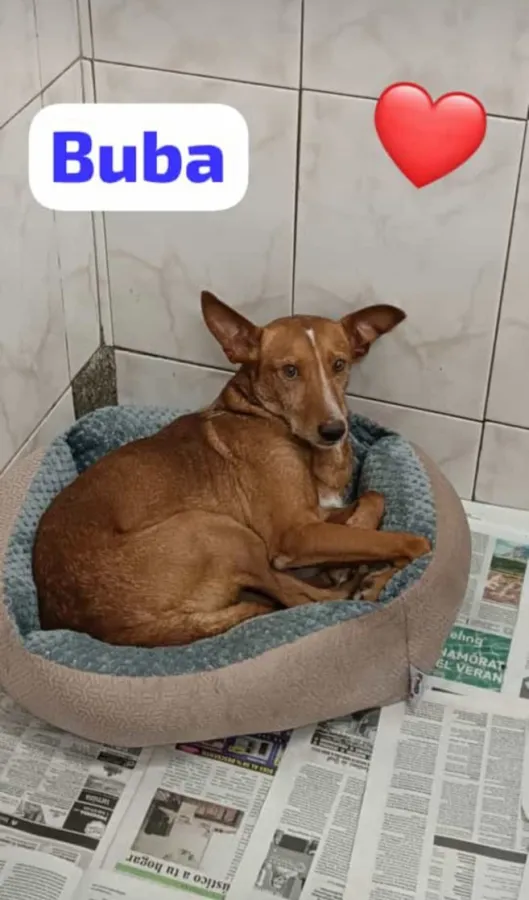 Buba, perro en adopción en Aranguren, Navarra