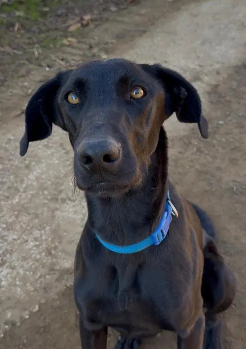 Duko, perro en adopción en Sevilla