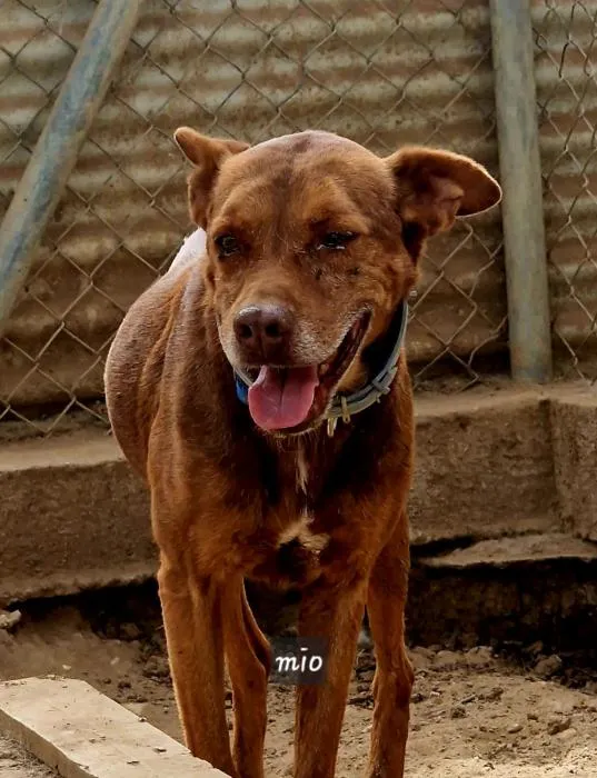 Mío, perro en adopción en Huelva