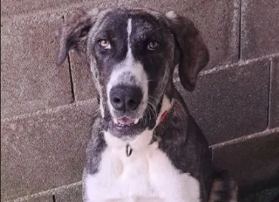Velma, perro en adopción en Culleredo, A Coruña
