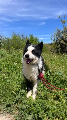 Otra foto de Marley