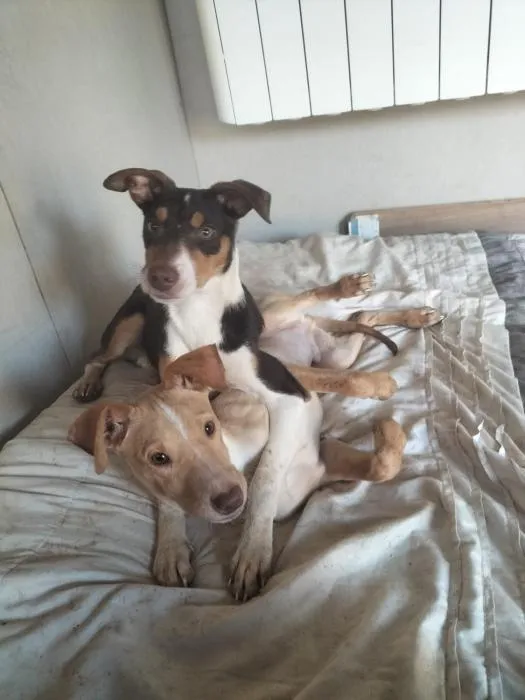 Jerry, perro en adopción en Huelva