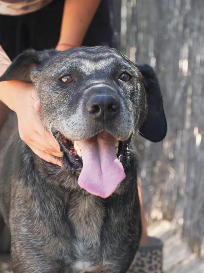 Ryder, perro en adopción