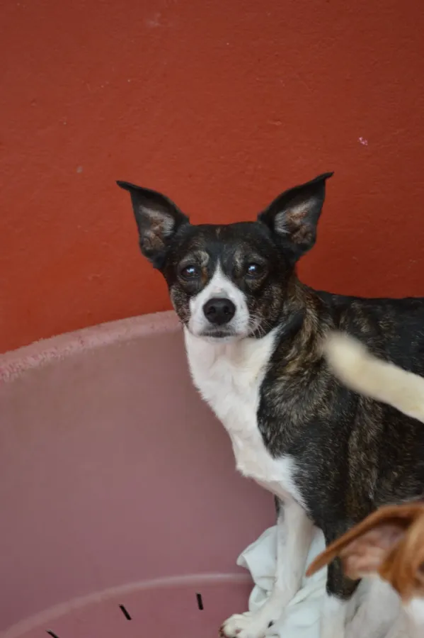 Sira, perro en adopción en Las Palmas de Gran Canaria, Las Palmas