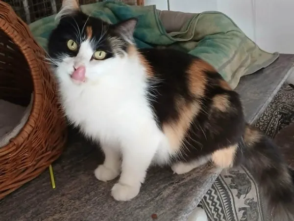 Kenia, gato en adopción en San Miguel de Abona, Santa Cruz de Tenerife