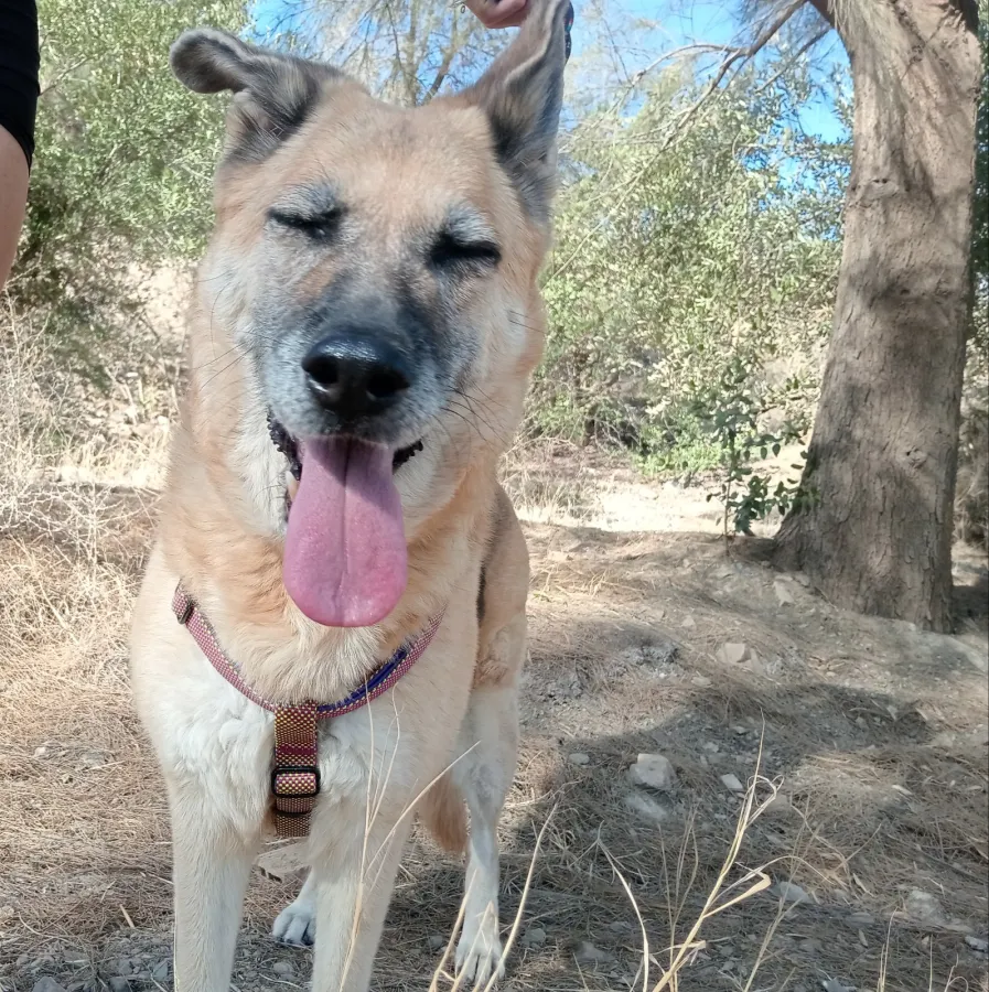 Shakira, perro en adopción en Málaga