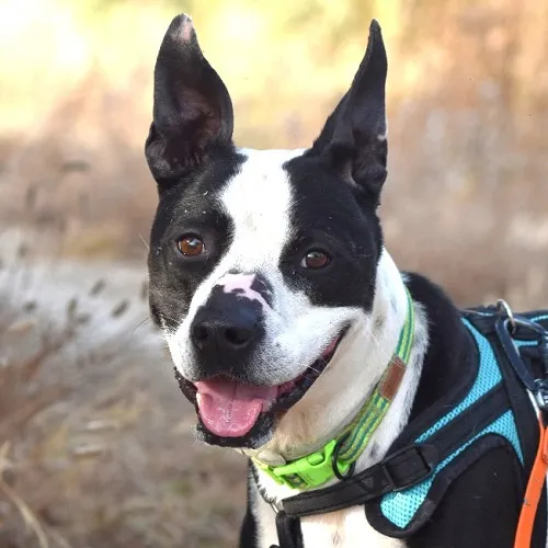 Pirulí, perro en adopción en El Puerto de Santa María, Cádiz