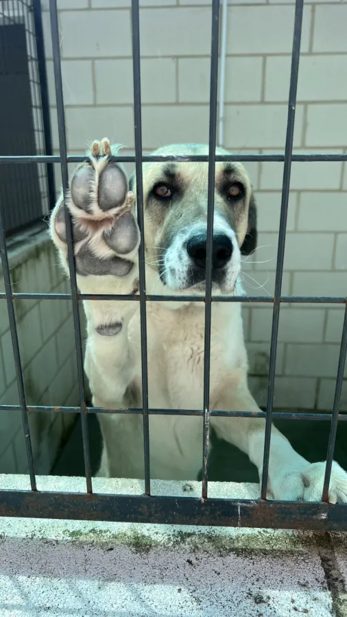 Rocky, perro en adopción en Mérida, Badajoz