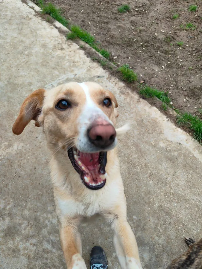 Bart, perro en adopción en Etxauri, Navarra