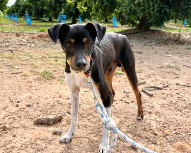Thor, perro en adopción en Burjassot, Valencia