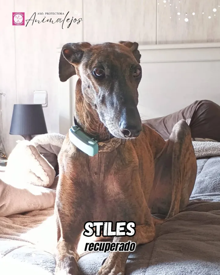 Stiles, perro en adopción en Segovia