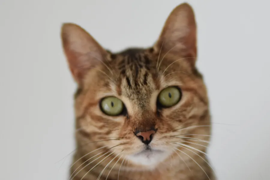 Selene, gato en adopción en Rota, Cádiz