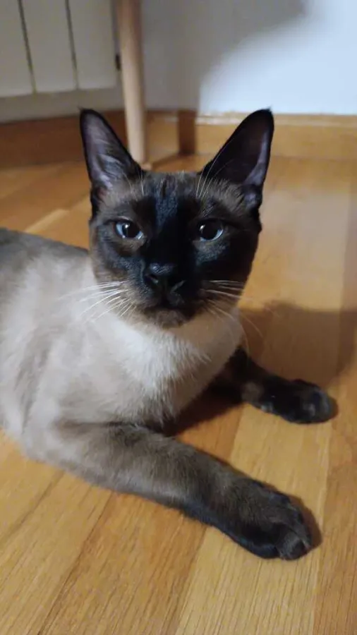 Mateo, gato en adopción en Albacete