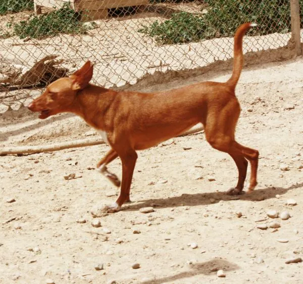 Lynn, perro en adopción en La Noguera (comarca), Lleida