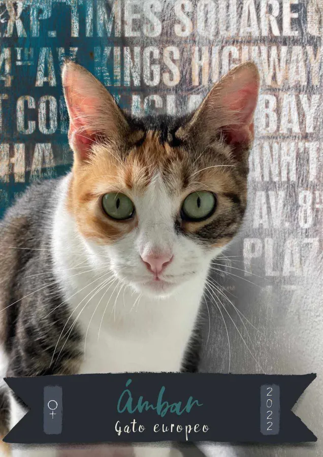Ámbar, gato en adopción en Tarazona, Zaragoza