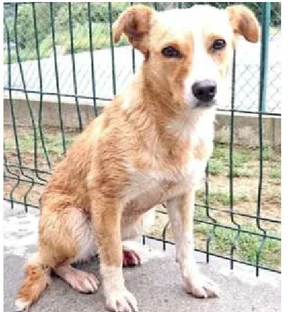 M6028, perro en adopción en Ourense