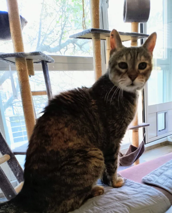 Noa, gato en adopción en Tarragona