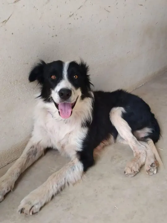 Juanillo, perro en adopción en Teruel