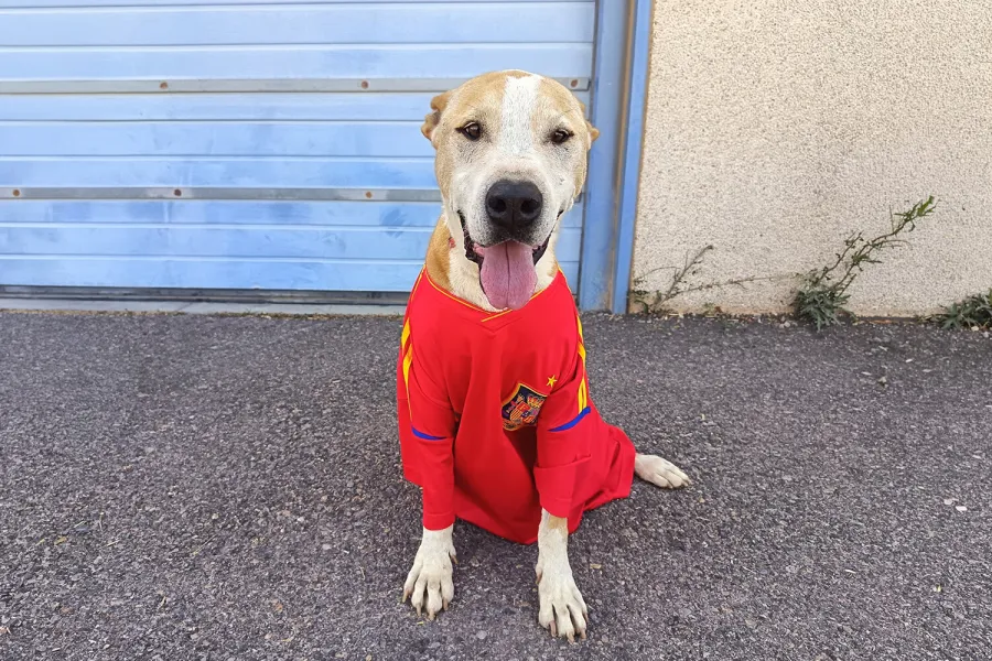 Cameron, perro en adopción
