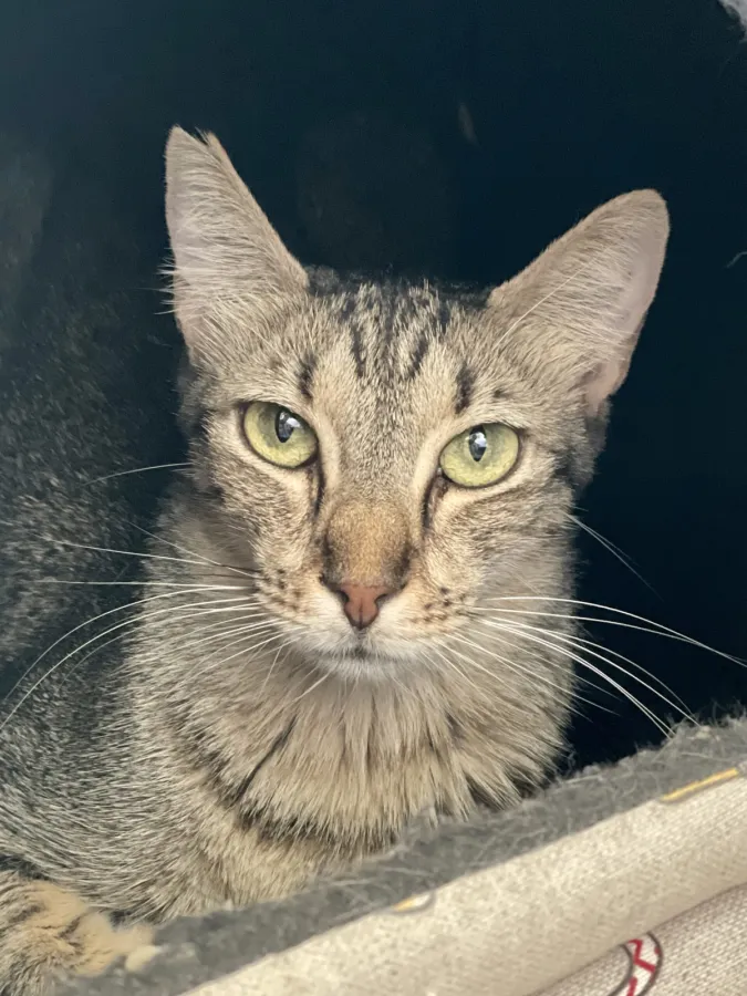 Sassy, gato en adopción en Barcelona