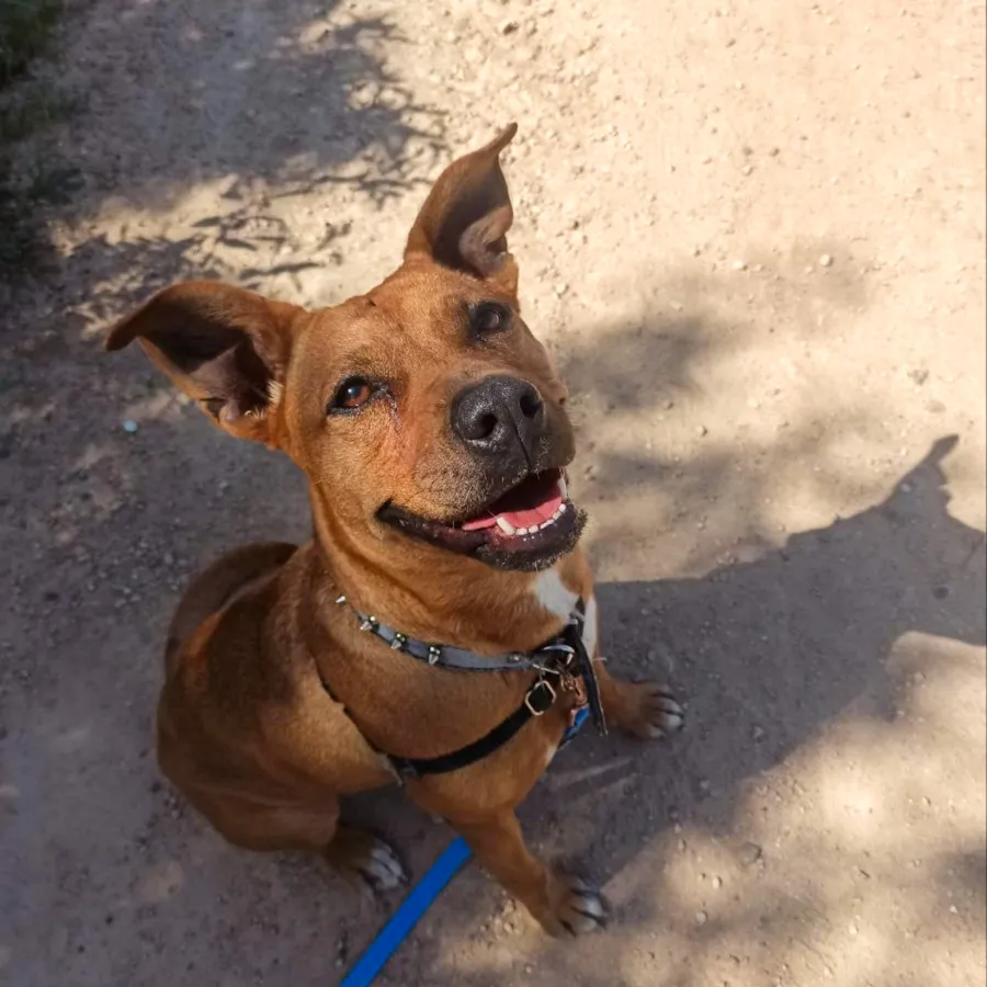 Mara, perro en adopción en Los Santos de la Humosa, Madrid