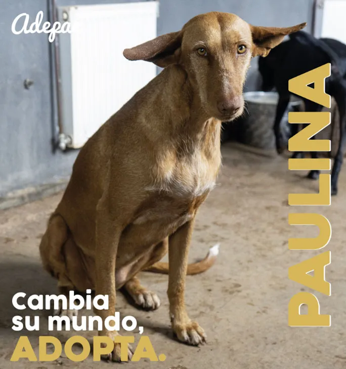 Paulina, perro en adopción en El Sauzal, Santa Cruz de Tenerife