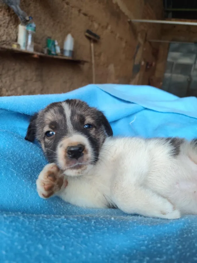 ZEFF, perro que ya tiene familia