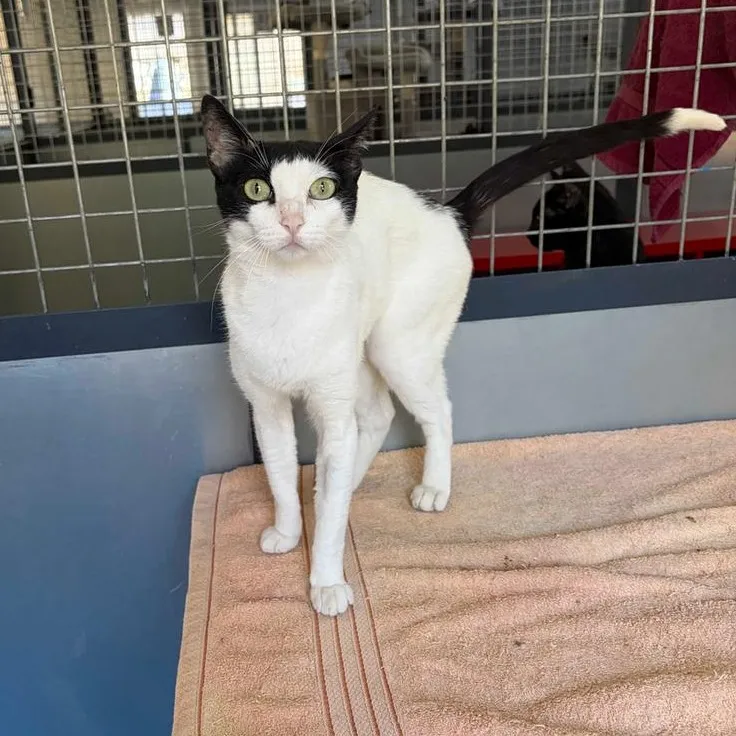 Cartagena, gato en adopción en Marbella, Málaga